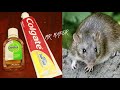 JUST 5 MINUTES | How To Get Rid of Mouse Rats, Permanently In a Natural Way | JUST 5 MINUTES
