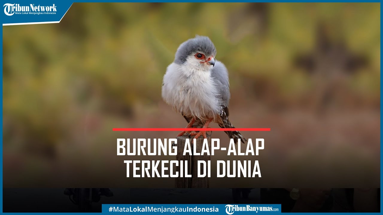 Pygmy Falcon Burung Predator Terkecil di Dunia dari Afrika