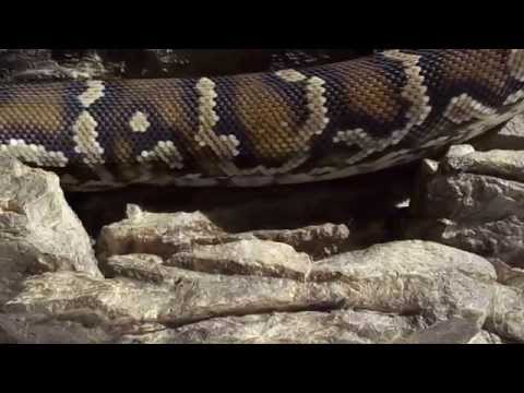 Angolan Python