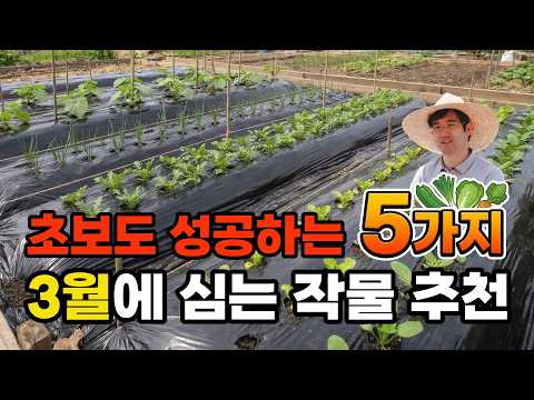3월에 심는 작물 5가지|텃밭 초보자도 잘 자라는 채소 심는방법