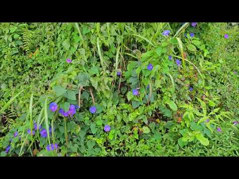 3 Ipomoea indica / Blue Morning Glory / Blue Dawn Flower / Dunny Creeper / Koali awa