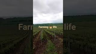 #Agriculture #Farming #ModernFarming #SmartFarming #OrganicFarming #FarmLife🚜🍇
