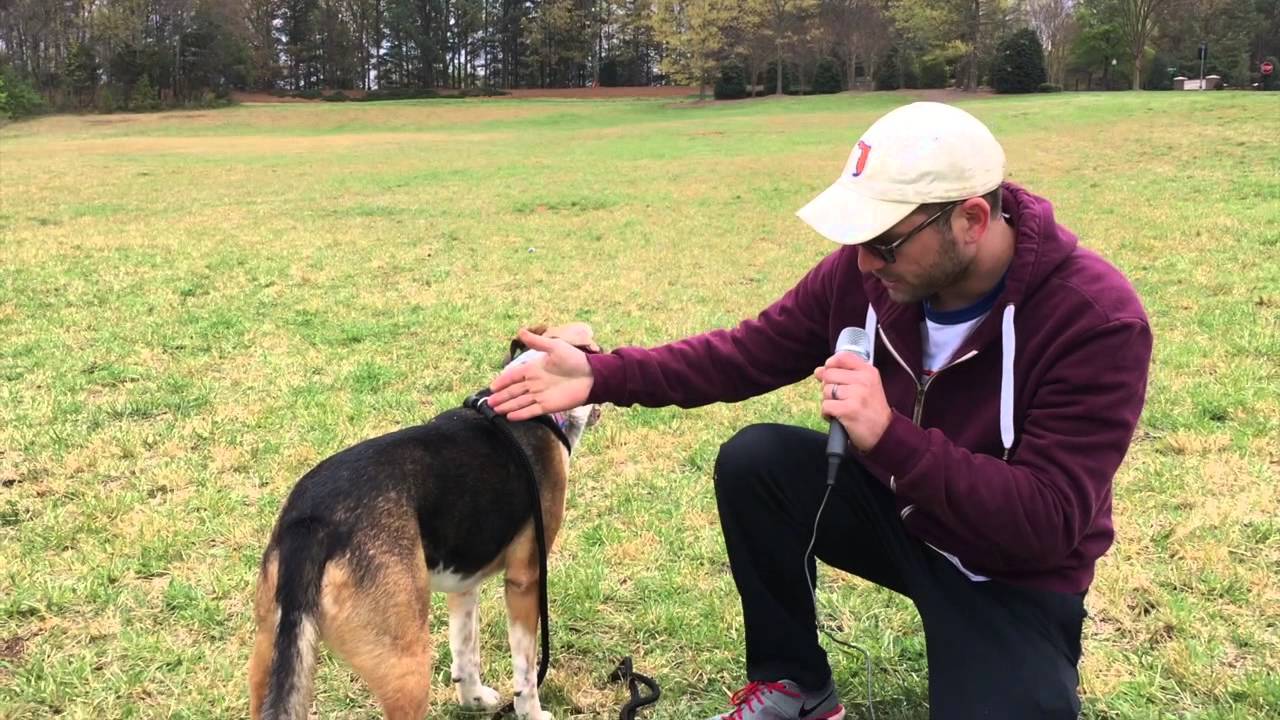 Field Test Harness Lead by YouTube