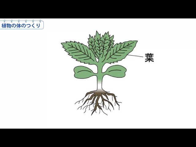 小3理科 植物の体のつくり Youtube