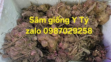 Trồng sâm đất bằng củ giống hay bằng hạt?