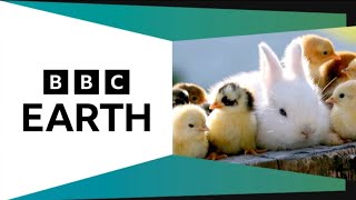 CBeebies Continuity 3 April 2026