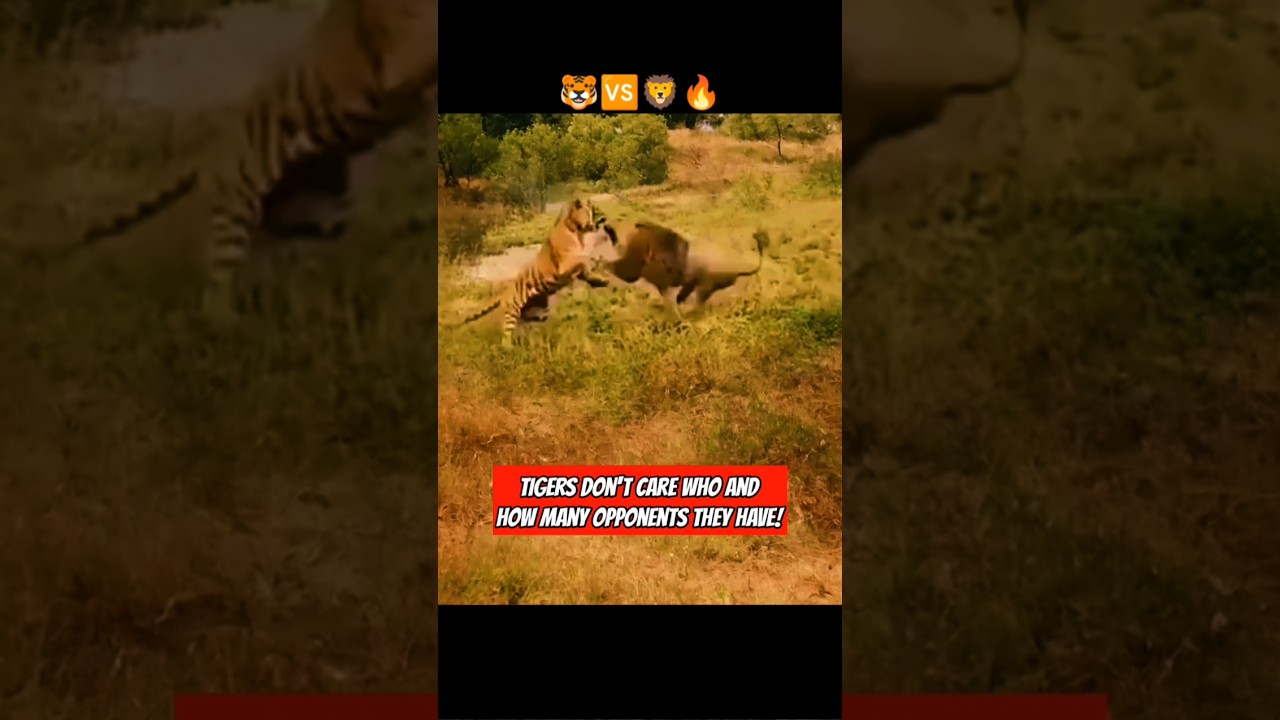 when tigers are brave: tiger vs lion!