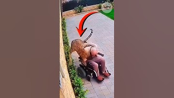 Animal Attack Human: Leopard Attacks a Man in Wheelchair, His Dog Bursts Into Action! #CaughtOnCCTV