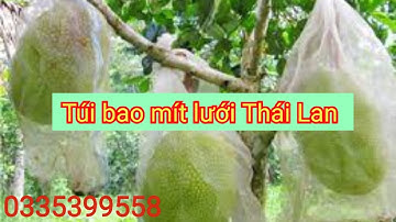 Cung cấp túi lưới Thai Lan bao mít, bưởi, mãng cầu. côn trùng không chít vào được, 0335399558