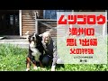 ムツゴロウ　満州の思い出編　父の狩猟