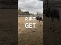 あんなに遠くに卵を産んじゃって…取りに行きます【美里オーストリッチファーム】#shorts