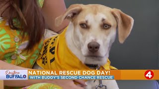 Daytime Buffalo: National Rescue Dog Day!