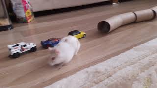 Ters Şeritten Gelen Hamster Trafiği Birbirine Kattı
