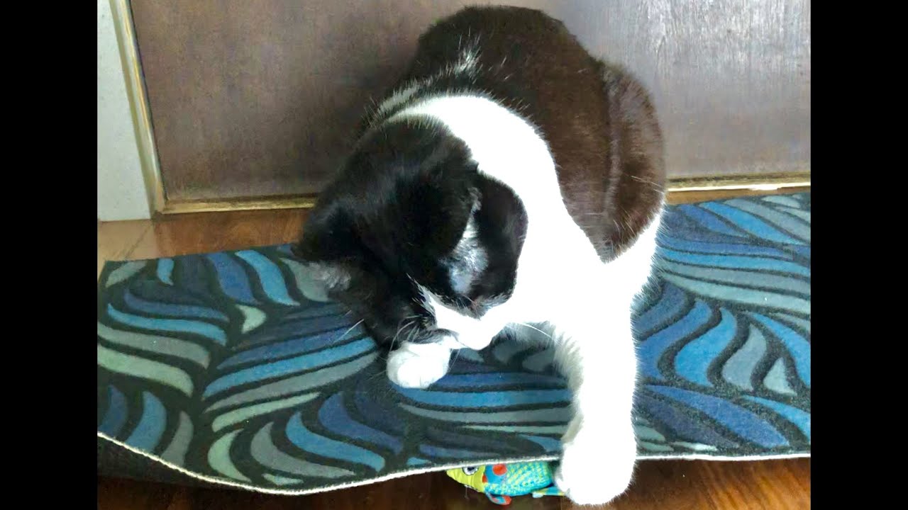 In search of fish, Clawdia leaves no rug unturned