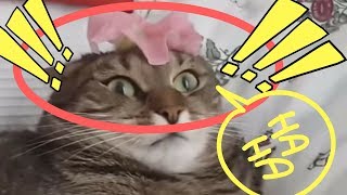 cat flower on head HAHAHA!! cat flower on head 2018