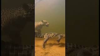 Apex Predator Encounter.Rare Footage: Underwater Hunter! 🌊#wildlife #shorts