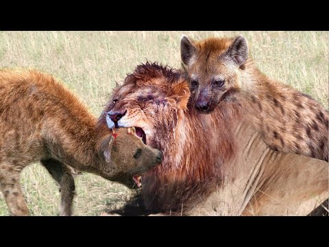 Video: Siapa yang memainkan dubuk dalam raja singa?