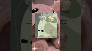 ID pro Brookhaven RP screenshot 4