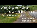【飼い主よりも超多忙なヤギさん達🐐】今日もご飯を求めて大移動‼(こんなこと田舎だから出来るメェ~)