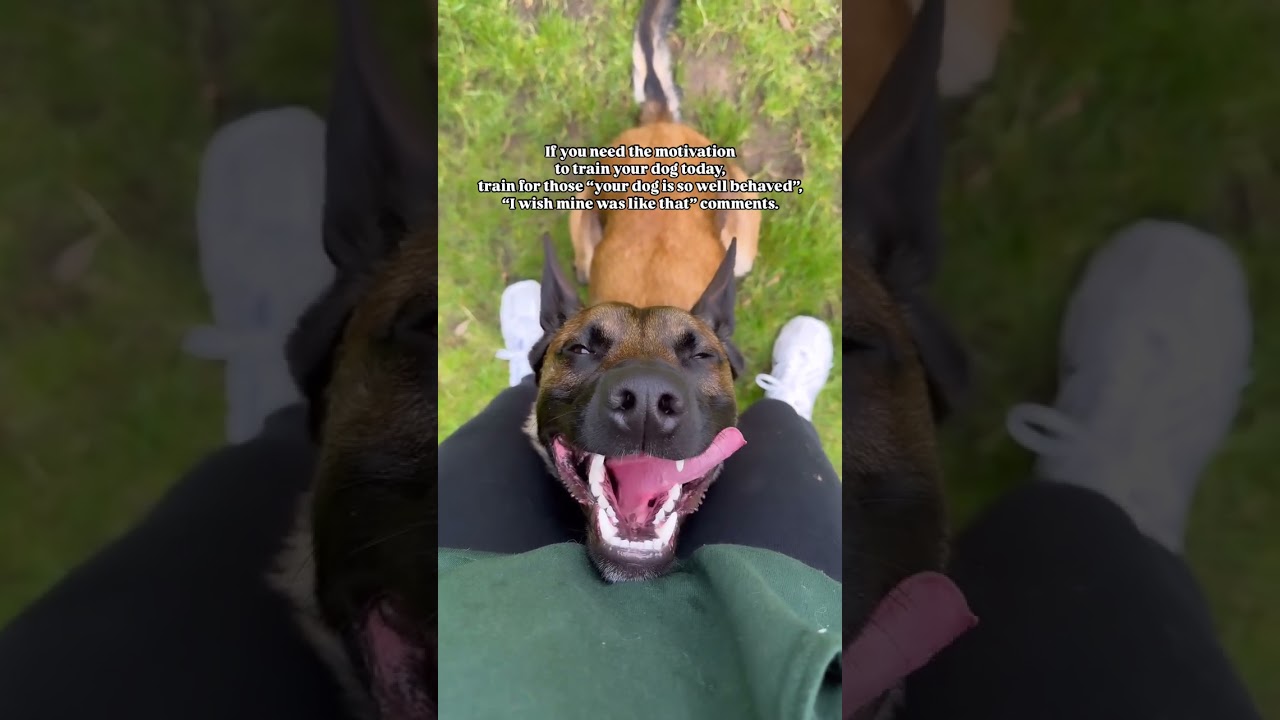Need some motivation? | Cult Of Dogs Training School & Community