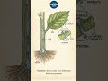 Guttation in 100 Seconds! NEET Botany 🌿
