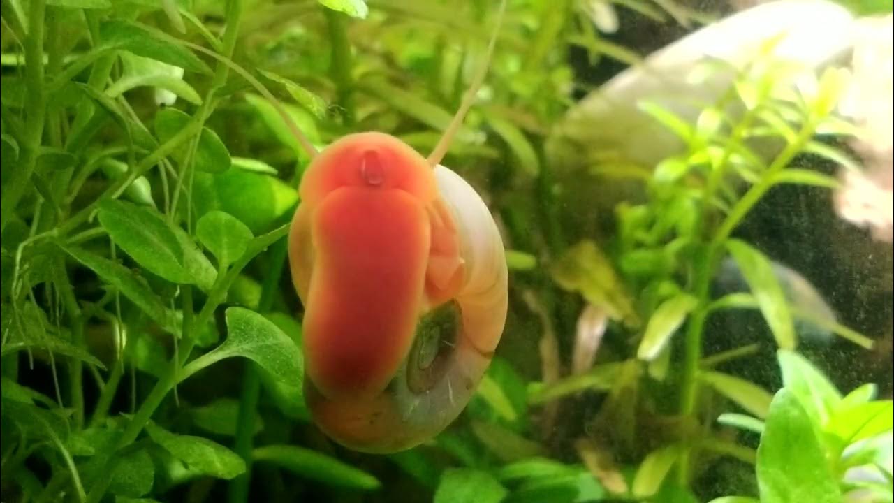 ramshorn snail eating algae of glass YouTube