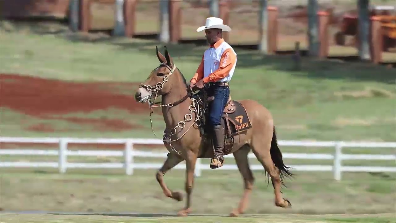 Lote 22   Mourisco da Unifil   WEB