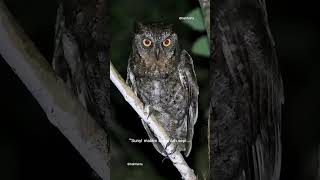 MATA RAHASIA MALAM: BURUNG HANTU YANG TAK PERNAH TIDUR#burunghantu#malam#matarahasia#pengawasmalam