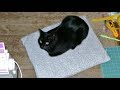 upcycling schnelles Katzenkissen aus Strickjacke nähen
