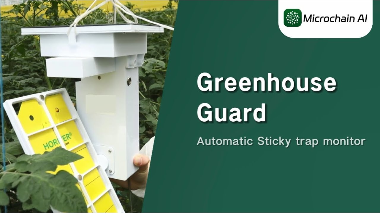 Greenhouse Guard_ Microchain AI Greenhouse Automatic Pest Monitoring ...