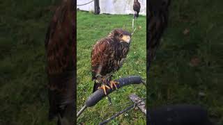 Harris Hawks