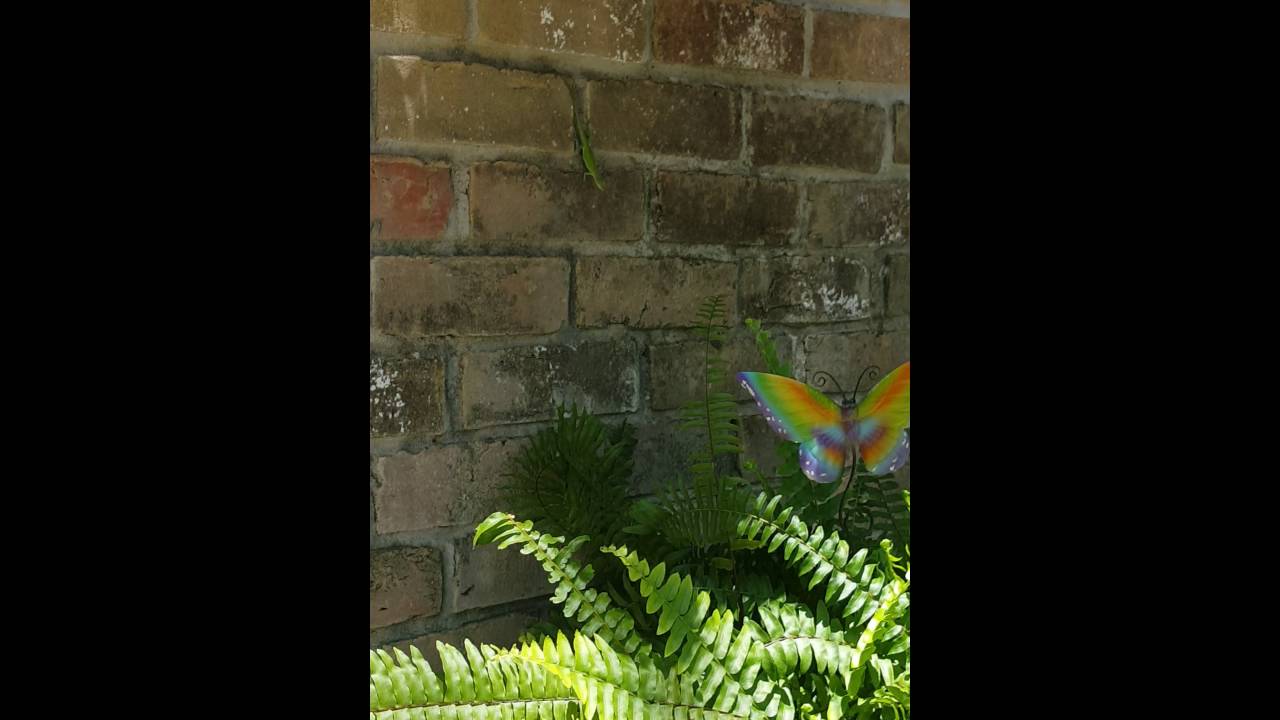 reptiles liste Found an anole!