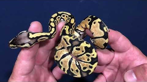 2020 Ball Python Clutch #1 Update Normal x Super Pastel Het Clown