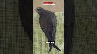 Hayati Havada Geçen Ebabi̇l Kuşunu Taniyalim Taniyalim