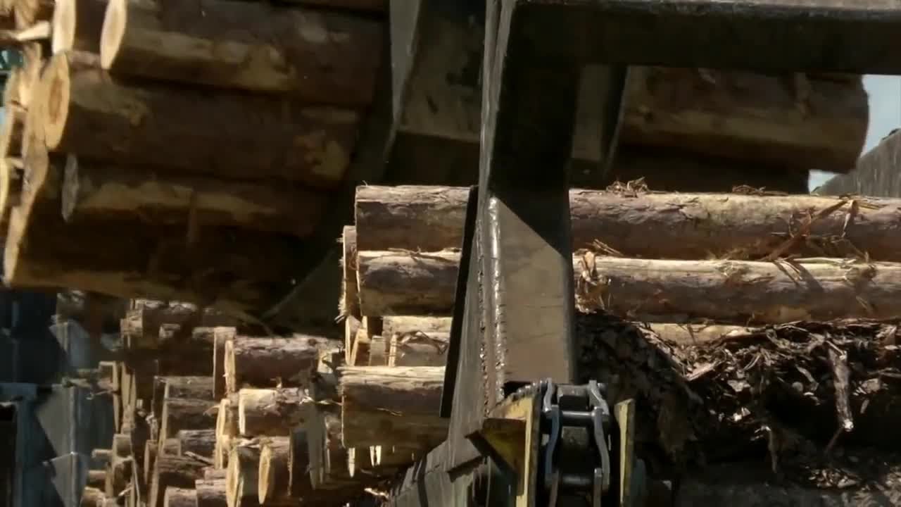 Loggers impacted by paper mill closure could get relief thanks to