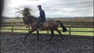 Beautiful 16Hh 6Yr old gelding - ad ref: 248672 video 4