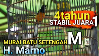 Dewa Ruci Murai Batu milik H. Marno lampung