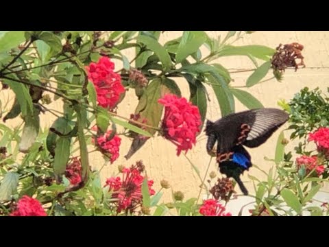 《 大自然系列·蝴蝶 》#音樂 #法國經典電影【蝴蝶 Le papillon - 愛 ·請說出來】#純粹 #愛
