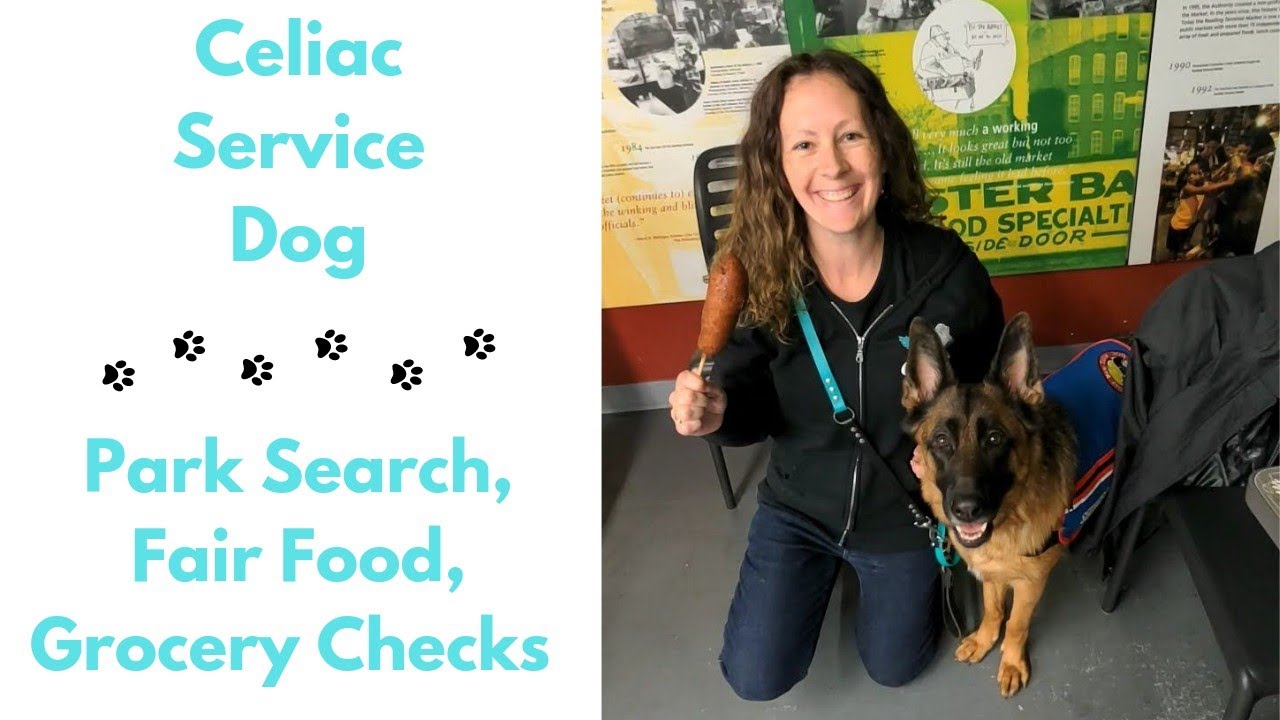 Celiac Service Dog Park Search, Fair Food, Grocery Checks | German Shepherd