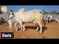 👍Super #Haryana #Breed Cow #Geeta -delivered a Female Calf in #Yaduvanshi #Gaushala👍