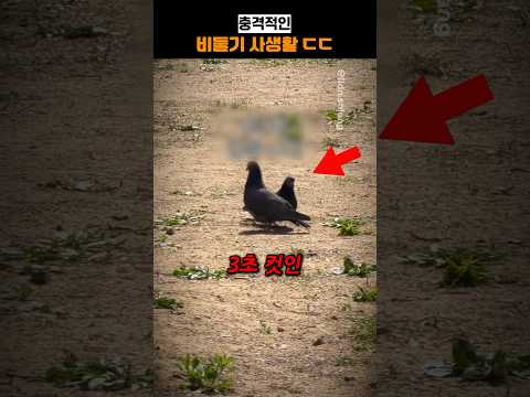 충격적인 비둘기 사생활 ㄷㄷ thumbnail