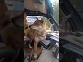 猟犬と猟師【ゴンちゃん乗り物酔い克服しました】 #犬のいる暮らし #犬動画 #犬 #犬のいる生活 #犬好きさんと繋がりたい
