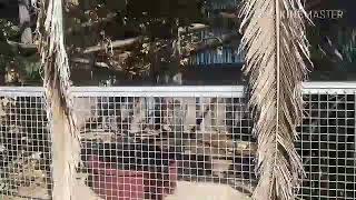 Visita allo Zoo d'Abruzzo
