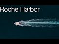 Roche Harbor part 1