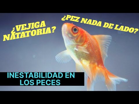 Mi pez FLOTA de LADO ¿Vejiga natatoria? CÓMO LO CURÉ | (MI EXPERIENCIA) | Kleiner Fish Aquarium hqdefault
