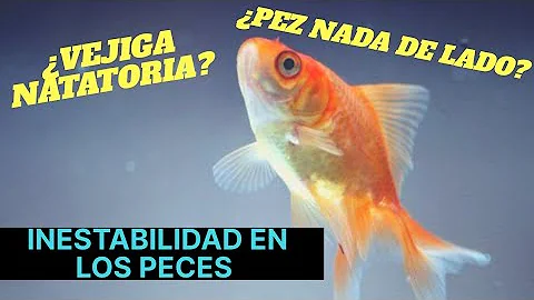 ¿Puede un pez nadar en alcohol?