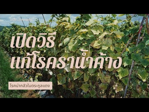 วีดีโอ: โรคราน้ำค้างหรือโรคราน้ำค้าง