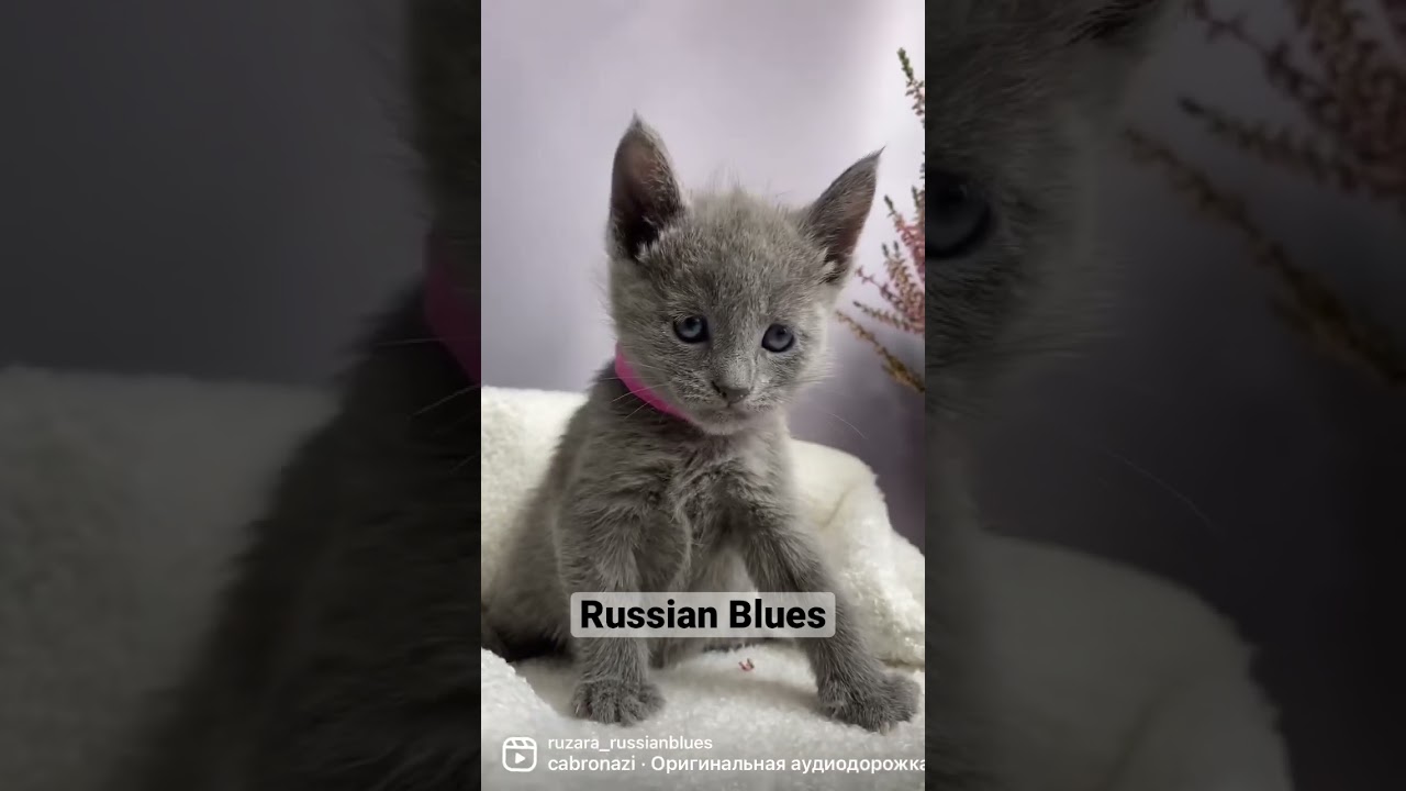 Russian Blues kittens of Ruzara