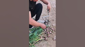 Wild onion roots cutting process #machine #goodtools #shorts