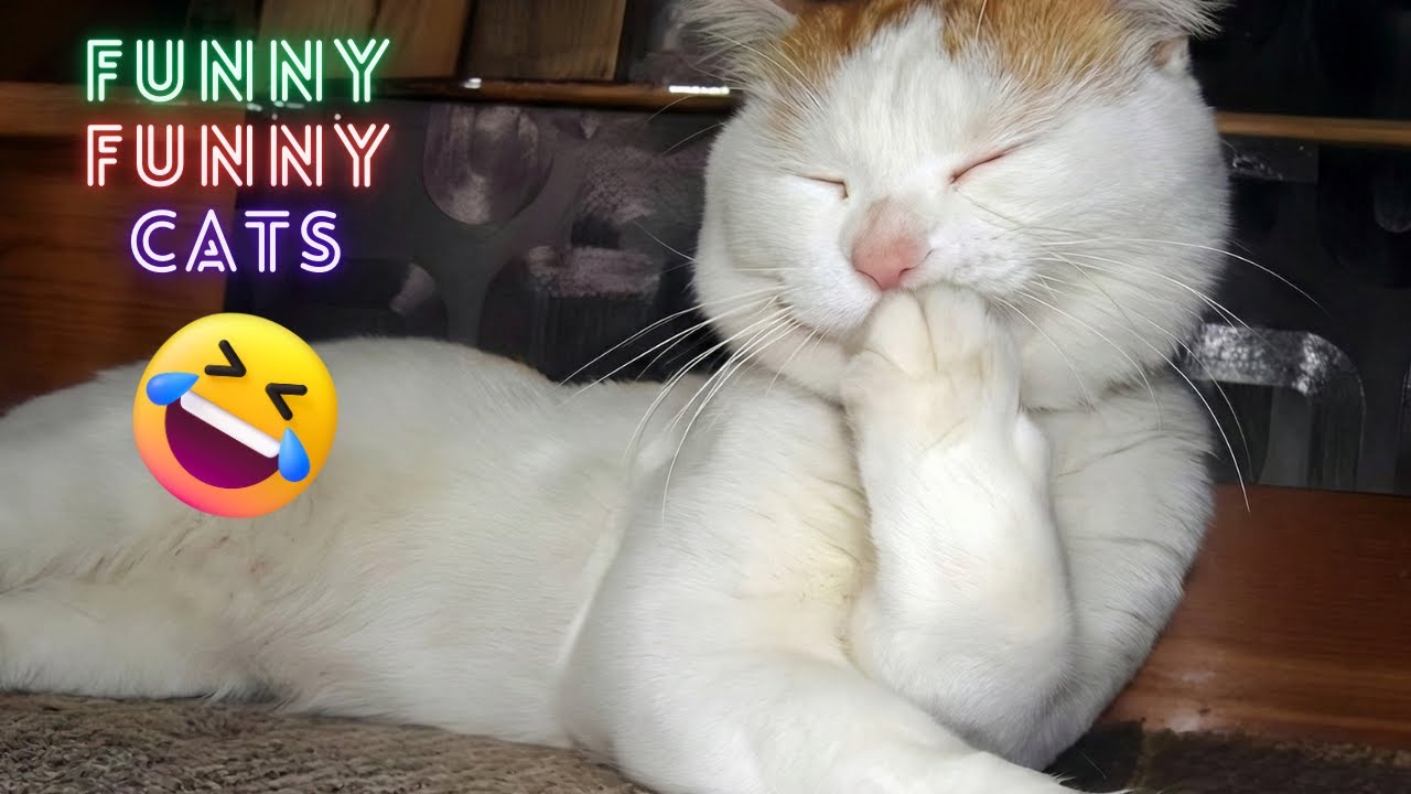Funniest Cat Moments Caught on Camera 😹 Ultimate Funny Cats 2025 🐱 Try Not to Laugh